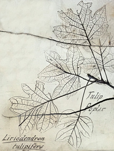 image of Liriodendron tulipifera var. tulipifera, Tulip-tree, Yellow Poplar, Whitewood