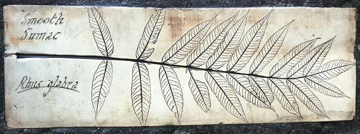 image of Rhus glabra, Smooth Sumac, Common Sumac