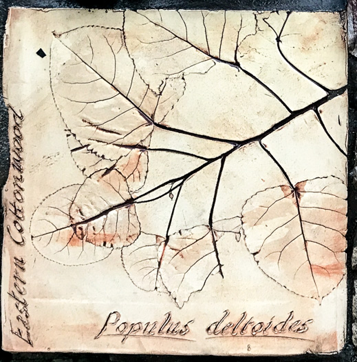 image of Populus deltoides ssp. deltoides, Eastern Cottonwood