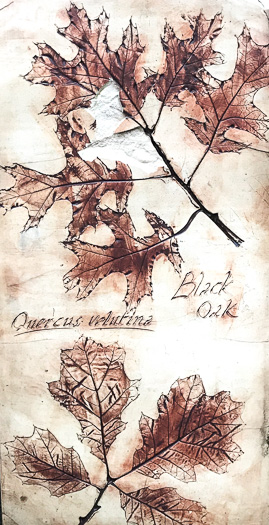 image of Quercus velutina, Black Oak