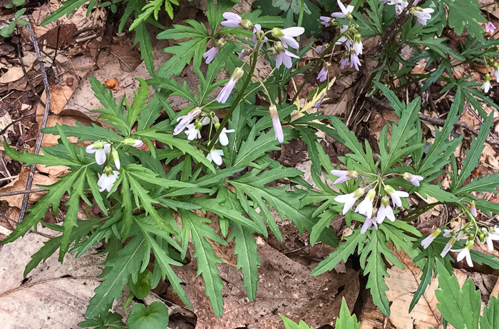 image of Cardamine concatenata, Cutleaf Toothwort