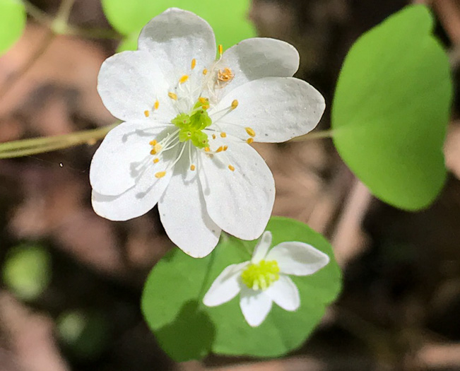 Thalictrum thalictroides, Windflower, Rue-anemone, Wind-rue