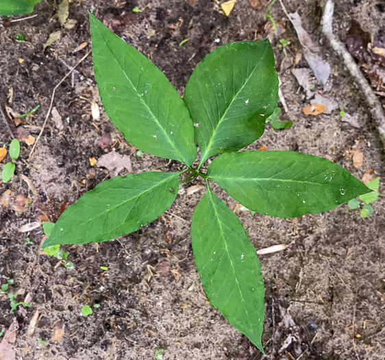 image of Arisaema quinatum, Preacher John, Southern Jack-in-the-Pulpit, Prester-John