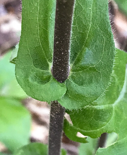 image of Symphyotrichum patens var. patens, Late Purple Aster, Common Clasping Aster, Late Blue Aster, Skydrop Aster