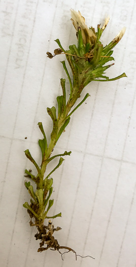 image of Facelis retusa, Trampweed, Fluffweed