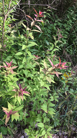 image of Spiraea japonica, Japanese Spiraea
