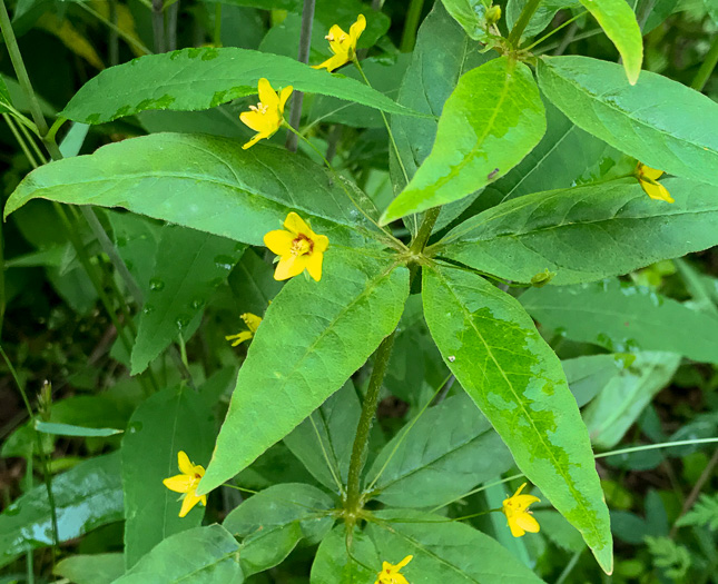 Lysimachia quadrifolia, Whorled Loosestrife