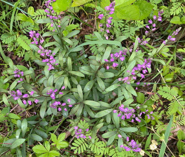 image of Polygala polygama, Racemed Milkwort, Bitter Milkwort, Purple Milkwort