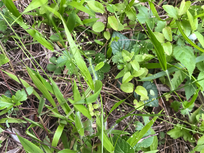 image of Dichanthelium acuminatum complex?, a Witchgrass