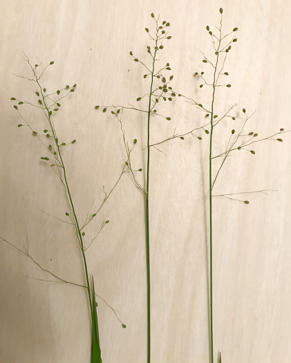 image of Dichanthelium acuminatum complex?, a Witchgrass