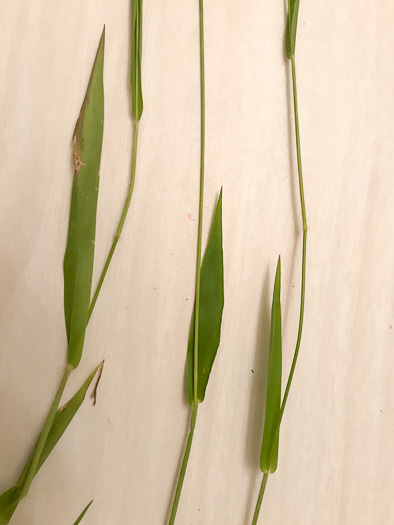image of Dichanthelium acuminatum complex?, a Witchgrass