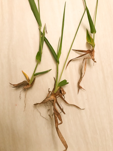 image of Dichanthelium acuminatum complex?, a Witchgrass