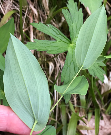 Uvularia perfoliata, Perfoliate Bellwort