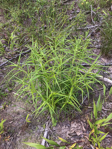 image of Scirpus polyphyllus, Leafy Bulrush