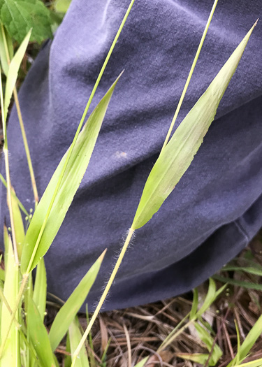 image of Dichanthelium acuminatum complex?, a Witchgrass