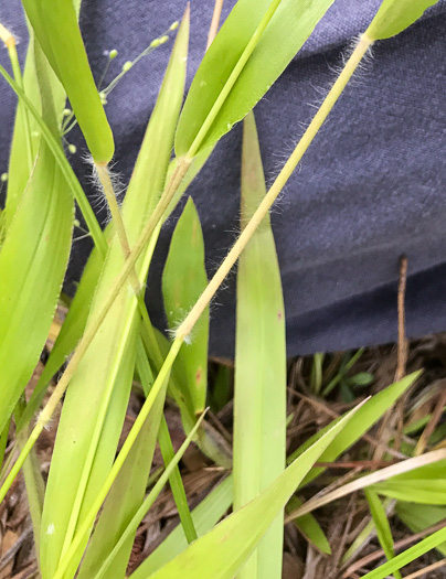 image of Dichanthelium acuminatum complex?, a Witchgrass