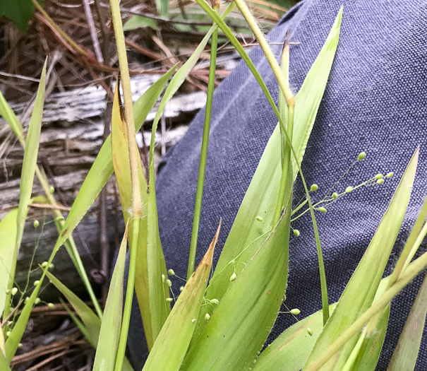image of Dichanthelium acuminatum complex?, a Witchgrass