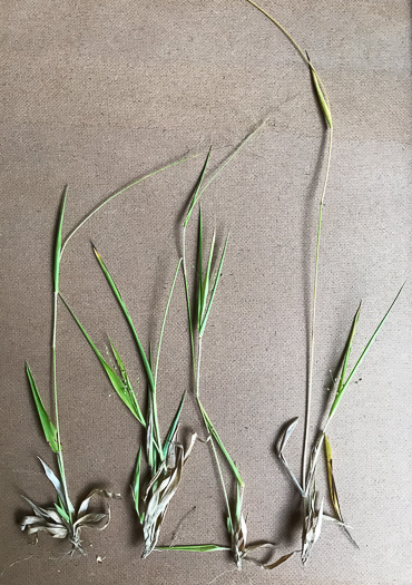 image of Dichanthelium acuminatum complex?, a Witchgrass