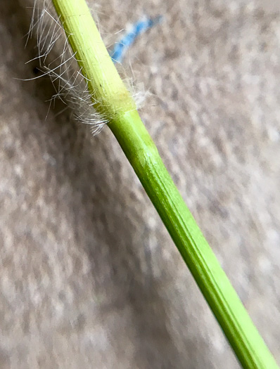 image of Dichanthelium acuminatum complex?, a Witchgrass