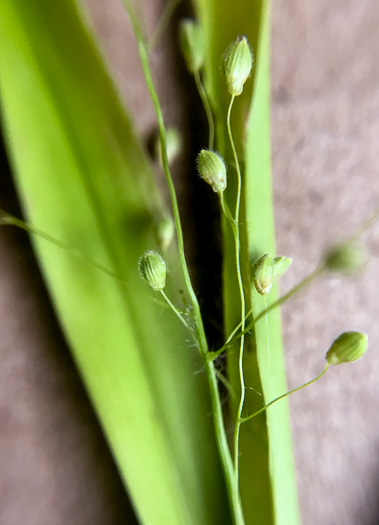 image of Dichanthelium acuminatum complex?, a Witchgrass