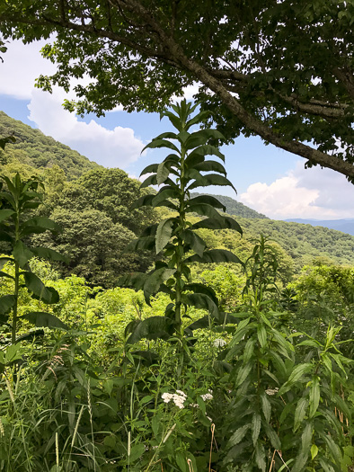 image of Lactuca biennis, Tall Blue Lettuce, Blue Wood Lettuce