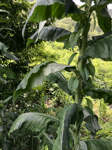 image of Lactuca biennis, Tall Blue Lettuce, Blue Wood Lettuce