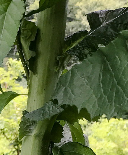 image of Lactuca biennis, Tall Blue Lettuce, Blue Wood Lettuce
