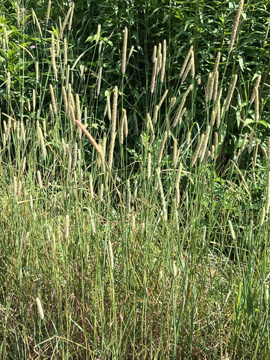 image of Phleum pratense ssp. pratense, Timothy