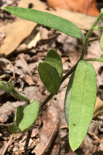 image of Crotalaria sagittalis, Arrowhead Rattlebox, Common Rattlebox