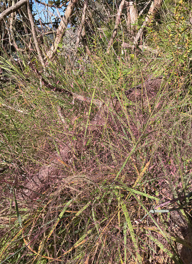 image of Eragrostis spectabilis, Purple Lovegrass, Tumblegrass