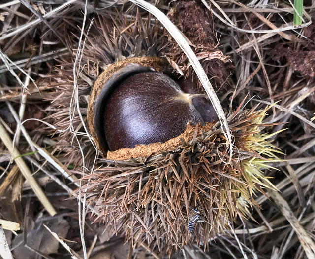 image of Castanea dentata, American Chestnut
