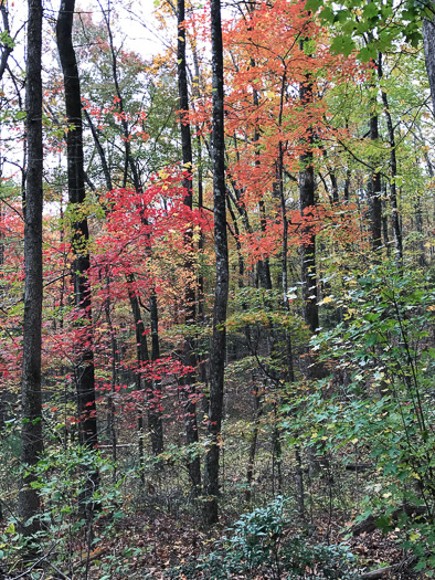 image of Acer rubrum var. rubrum, Eastern Red Maple