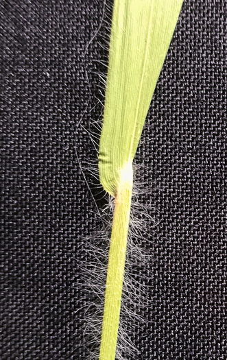 image of Dichanthelium acuminatum complex?, a Witchgrass