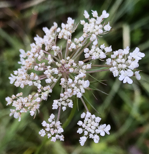 image of Daucus carota ssp. carota, Queen Anne's Lace, Wild Carrot, Bird's Nest