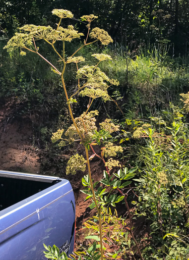 image of Angelica venenosa, Hairy Angelica, Downy Angelica, Deadly Angelica, Woodland Angelica