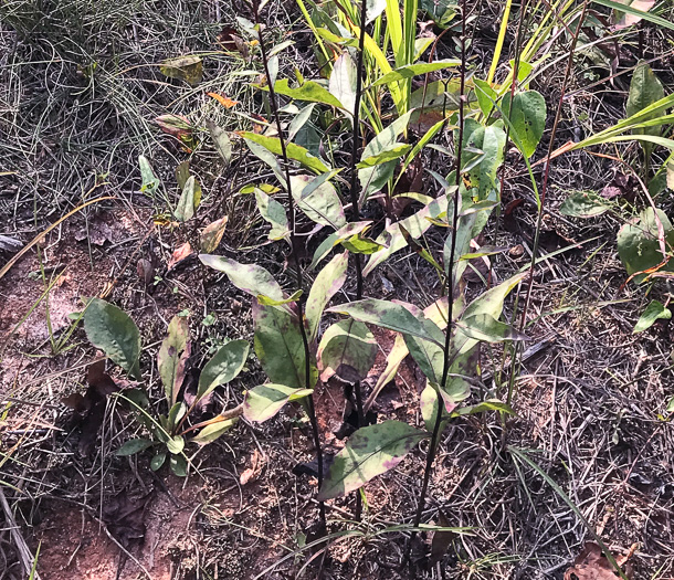 image of Solidago speciosa, Showy Goldenrod, Noble Goldenrod