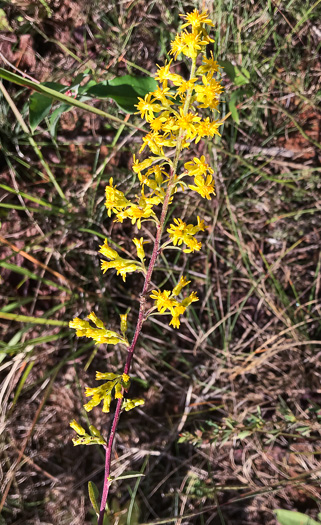 image of Solidago speciosa, Showy Goldenrod, Noble Goldenrod