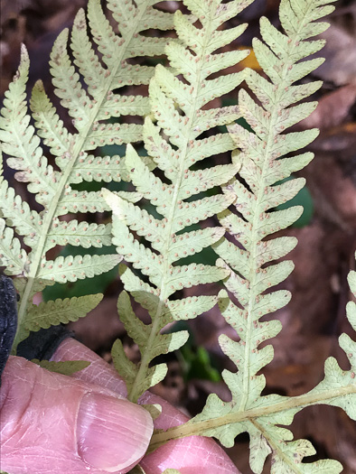 image of Phegopteris hexagonoptera, Broad Beech Fern