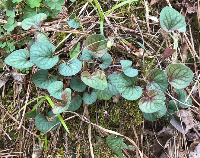 image of Viola walteri, Walter's Violet, Prostrate Blue Violet
