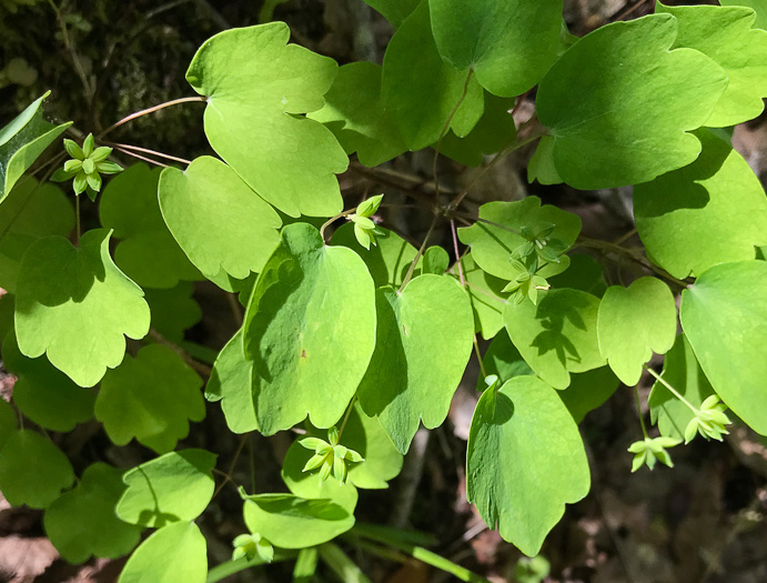 Thalictrum thalictroides, Windflower, Rue-anemone, Wind-rue