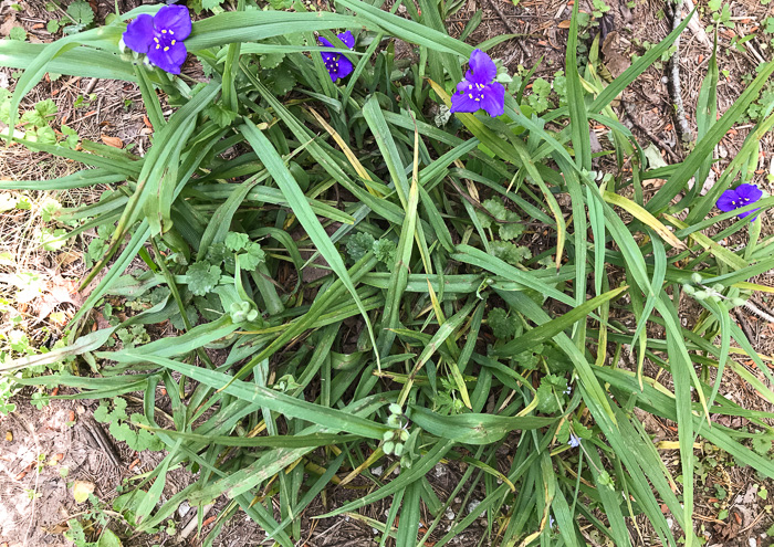 image of Tradescantia virginiana, Virginia Spiderwort