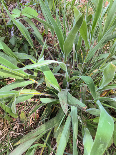 image of Dichanthelium scoparium, Velvet Witchgrass