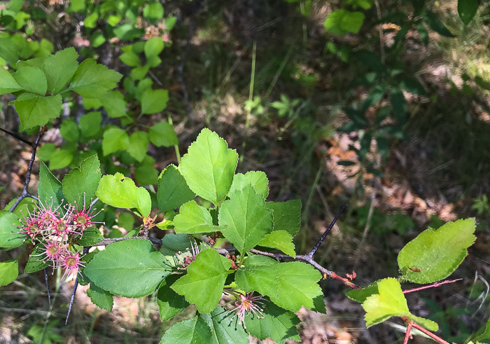 image of Crataegus pinetorum, Pineland Hawthorn