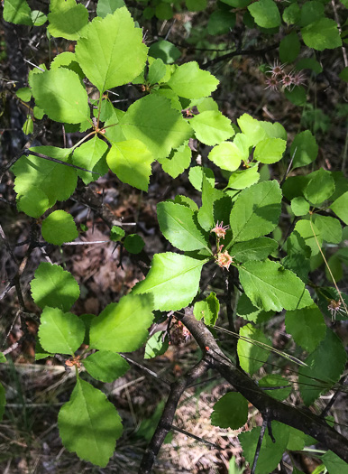 image of Crataegus pinetorum, Pineland Hawthorn