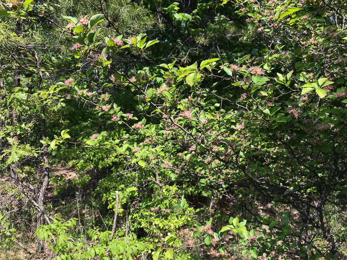 image of Crataegus pinetorum, Pineland Hawthorn