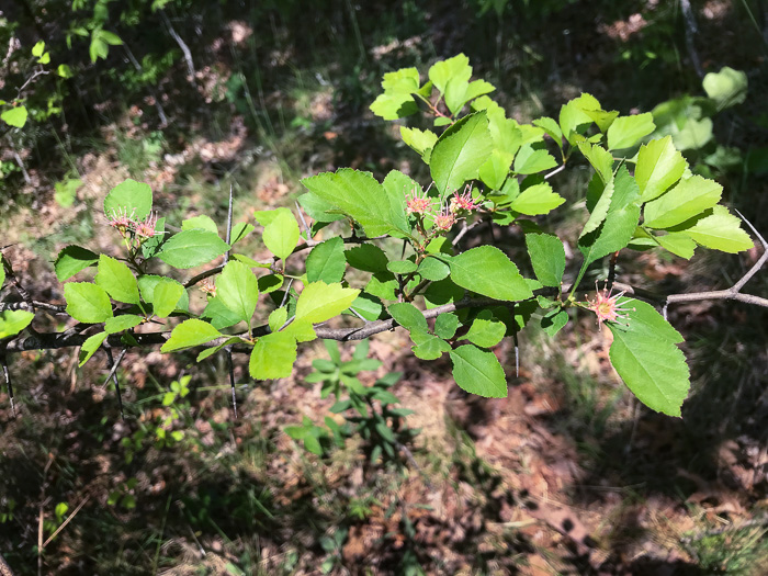 image of Crataegus pinetorum, Pineland Hawthorn
