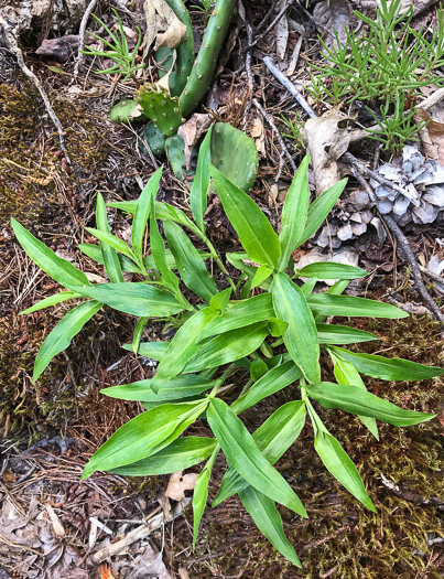 image of Commelina erecta var. erecta, Erect Dayflower, Slender Dayflower