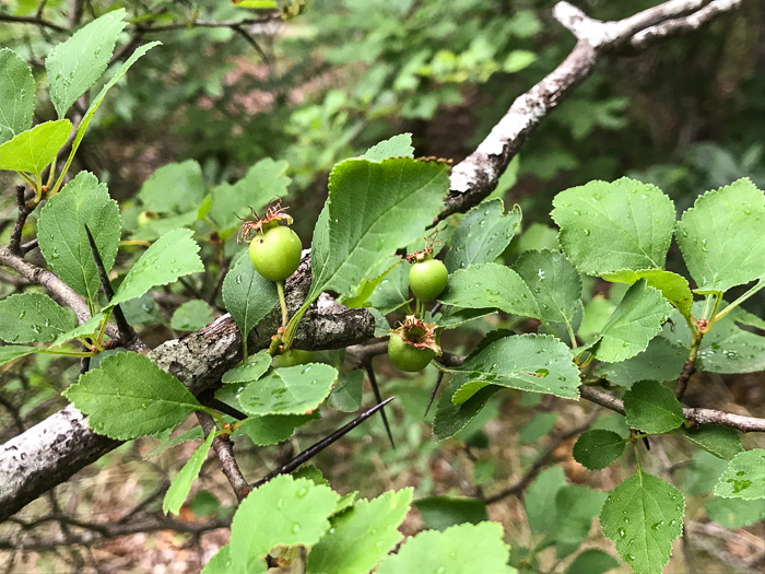 image of Crataegus pinetorum, Pineland Hawthorn