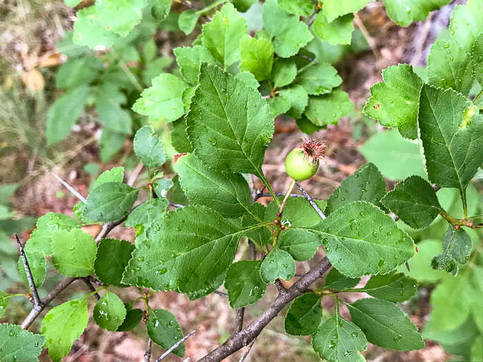 image of Crataegus pinetorum, Pineland Hawthorn