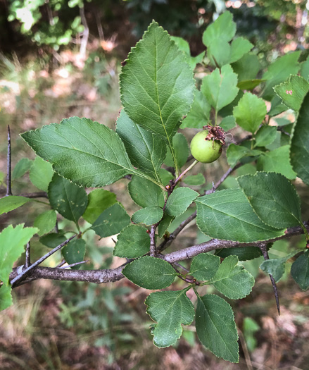 image of Crataegus pinetorum, Pineland Hawthorn